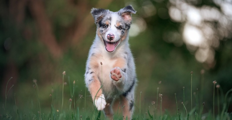 Alles wat je moet weten voor een vakantie met je hond in Nederland