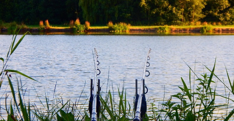 Vissen populairder dan ooit: dit heb je nodig voor een goede start